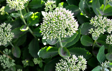Orpine. Sedum foliage, greenery garden plants at springtime.