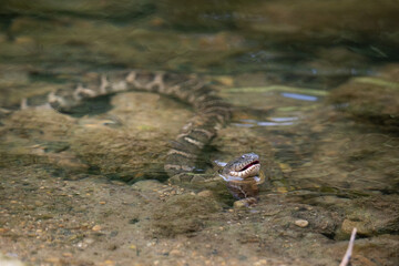 Common Watersnake with mouth open in river