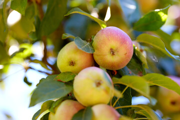 Copy space with apples growing on a tree in a sustainable orchard on a sunny day. Ripe and juicy fruit cultivated for harvest. Fresh and organic apples growing in a thriving green garden.