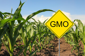 Sign with abbreviation GMO in corn field on sunny day - obrazy, fototapety, plakaty
