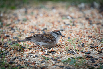 Obraz premium Chipping sparrow eating bird seed from ground