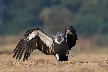 White-rumped or White-backed Vulture