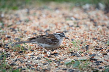 Chipping sparrow eating bird seed from ground