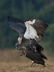 White-rumped or White-backed Vulture