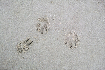 Closeup above of a dog or cat footprint on the shore of the beach. Tiny cute little animal paw...