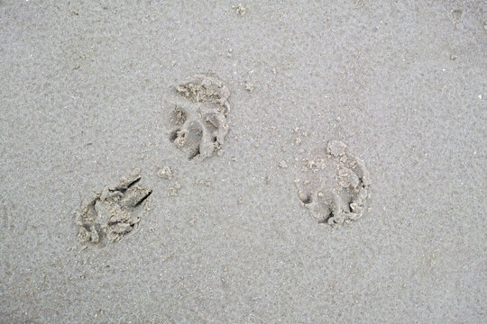 Closeup above of a dog or cat footprint on the shore of the beach. Tiny cute little animal paw shape prints engraved in the wet and moist sand outside during a summer day at the beach or lake.