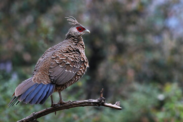 Kalij Pheasant, a beautiful bird from pheasant family. Found in entire Himalayan region, India.