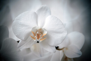 The branch of white orchids on white fabric background