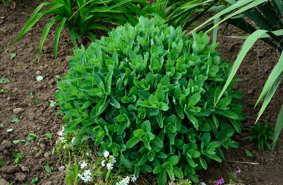 Orpine. Sedum foliage, greenery garden plants at springtime.
