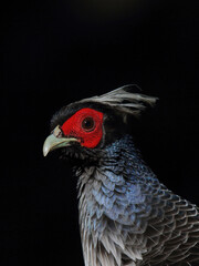 Kalij Pheasant, a beautiful bird from pheasant family. Found in entire Himalayan region, India.
