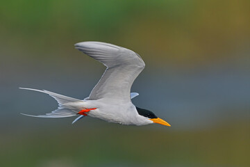The Indian River Tern or just River Tern is a tern in the family Laridae. It is a resident breeder along inland rivers from Iran east into the Indian Subcontinent and further to Myanmar to Thailand.