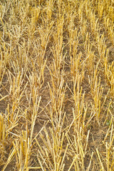 Closeup of wheat growing on a farm on a sunny day outdoors. Landscape of golden stalks of ripening rye and cereal grain cultivated on a cornfield to be milled into flour in the rural countryside