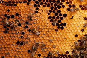Bees on a honeycomb, isolated 