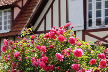 Pink roses with a typical Norman house in the background, Cabourg