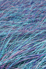 Closeup of ultraviolet grass and lawn background with copy space. Texture and detail of blades of long blue plant growth in a secluded and private home garden and backyard. Neon purple and colourful