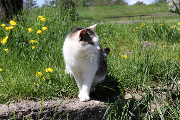 Czarno biały domowy kot z długimi wąsami na łące.