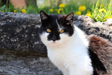 Czarno biały domowy kot z długimi wąsami na łące.