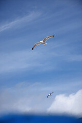Two herring gulls flying high in blue summer sky