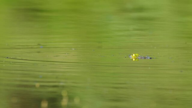 Partially Submerged Frog, Eyes Above Water Level