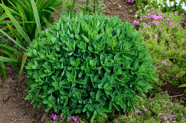 Orpine. Sedum foliage, greenery garden plants at springtime.