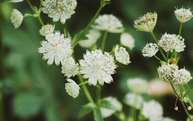 Grande astrance ou Astrantia major . Inflorescences en ombelles blanches pointées de vert sombre,...
