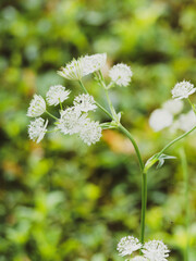 Astrantia major 'Alba' | Grande radiaire ou grande astrance à fleurs en ombelles à pétales blancs, pointés de vert, entourées de bractées en collerettes au sommet de  tiges raides