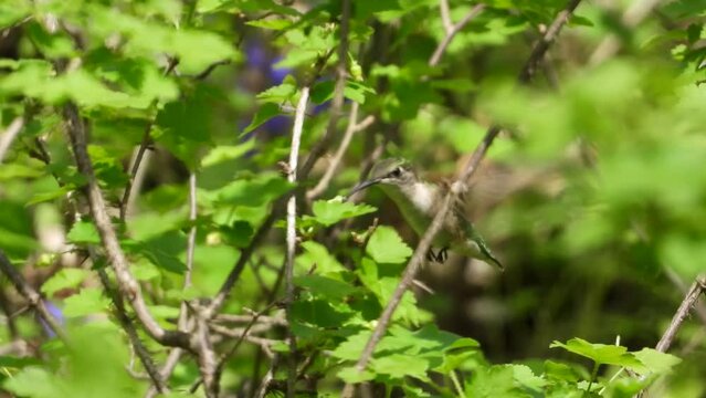 Hummingbird hovering, drinking from nectar filled white flowers, Stellula calliope