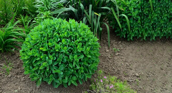 Orpine. Sedum foliage, greenery garden plants at springtime.