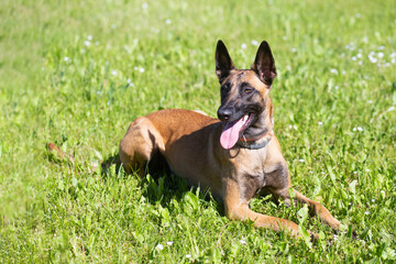 Belgian malinois shepherd dog. Malinua