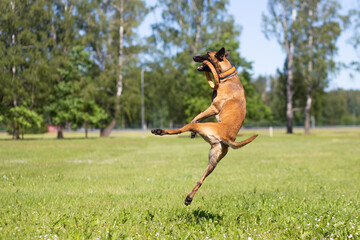 Belgian malinois shepherd dog. Malinua jump