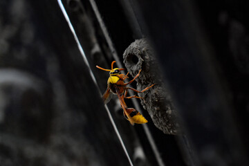 Wasp  which build their nests from mud. They carry mud and water in their mouth and construct nest to lay legs. Generally the nest has two chamber and one exit open end.