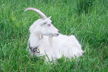 White goat with long horns sitting in green grass medow