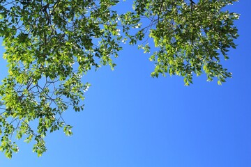 Tree tops at sunny day. Spring oak branches on clear blue sky with copy space for text. Lush green leaves, twigs and sun beams shining. Forest summer landscape background. View from below. Close up
