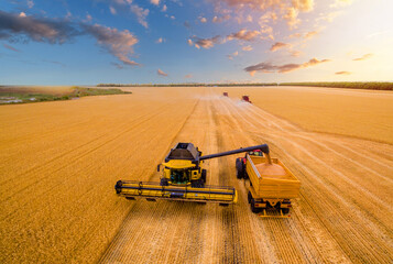 wheat field during the harvest of wheat. Combine harvesters work on the field. photo of a drone at sunset