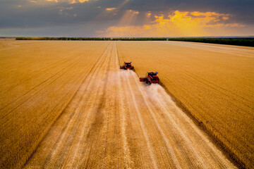 two red harvesters work on the field. wheat field at sunset