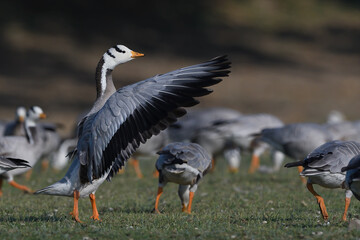 Bar-headed Goose