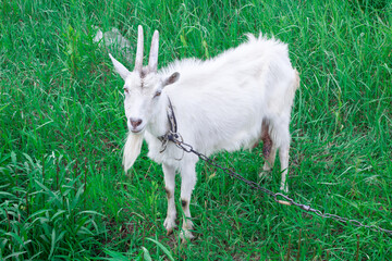 White male goat with long horns stands in green grass medow