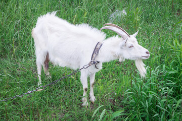 White male goat with long horns stands in green grass feeding