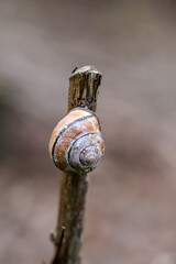 closeup of a thin branch with a snail shell against a blurred background
