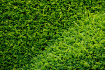 green moss background