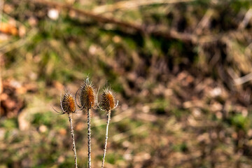 three dried up thistles against a blurred background