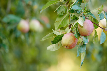 Closeup of red apples ripening on an apple tree stem branch on orchard farm in remote countryside with bokeh. Growing fresh, healthy snack fruit for nutrition and vitamins on a sustainable farm