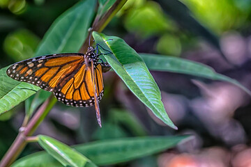 butterfly on leaf