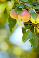 Closeup of red and yellow apples growing on a tree branch in summer with copyspace. Fruit hanging from an orchard farm tree with bokeh and copy space. Sustainable organic agriculture in countryside