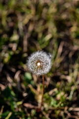 close-up of a dandelion in front of a blurred background
