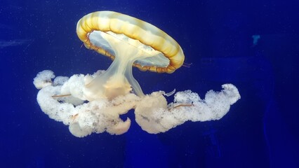 jellyfish in aquarium © Jaime