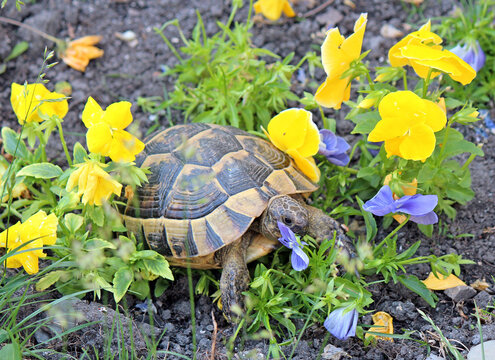 Glutton turtle