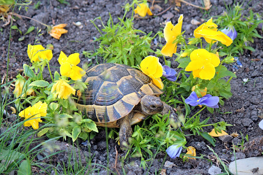 Glutton turtle