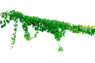 Fototapeta premium vines clinging to electric wires on a white background