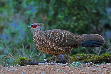 Kalij Pheasant, a beautiful bird from pheasant family. Found in entire Himalayan region, India.